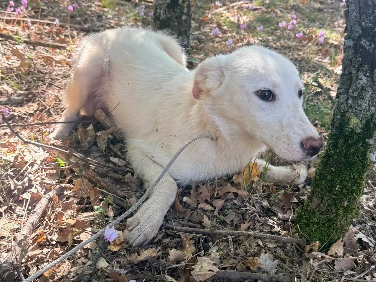 Adozione cane, femmina, Razza sconosciuta Razza sconosciuta, 6 mesi, taglia media contenuta, Milano