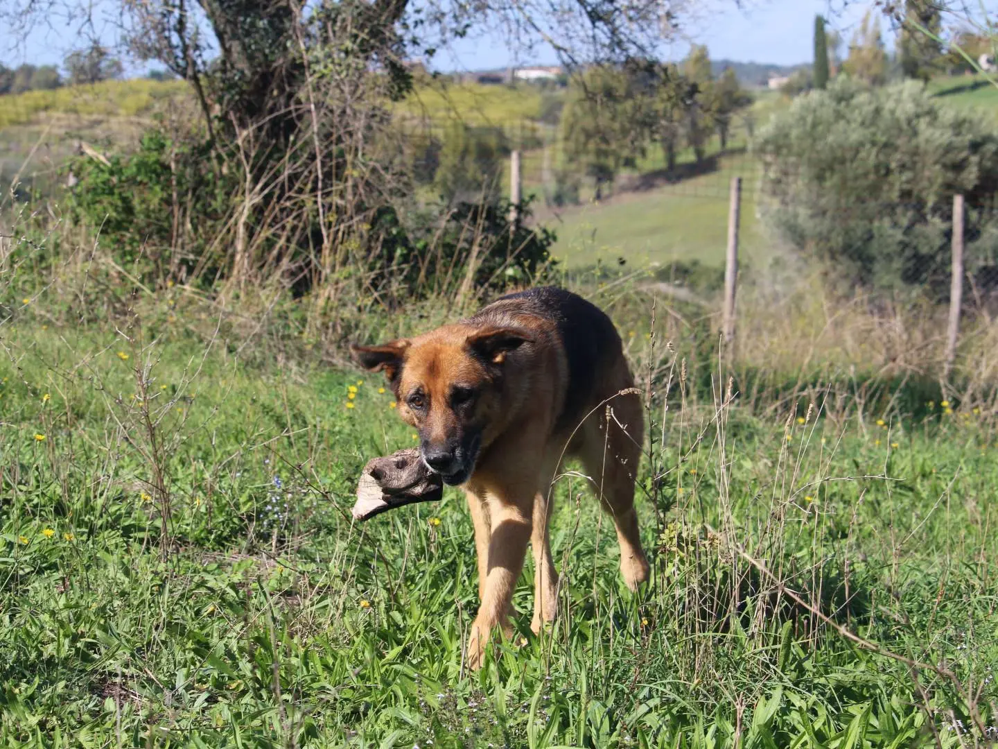 Foto 1 dell'animale