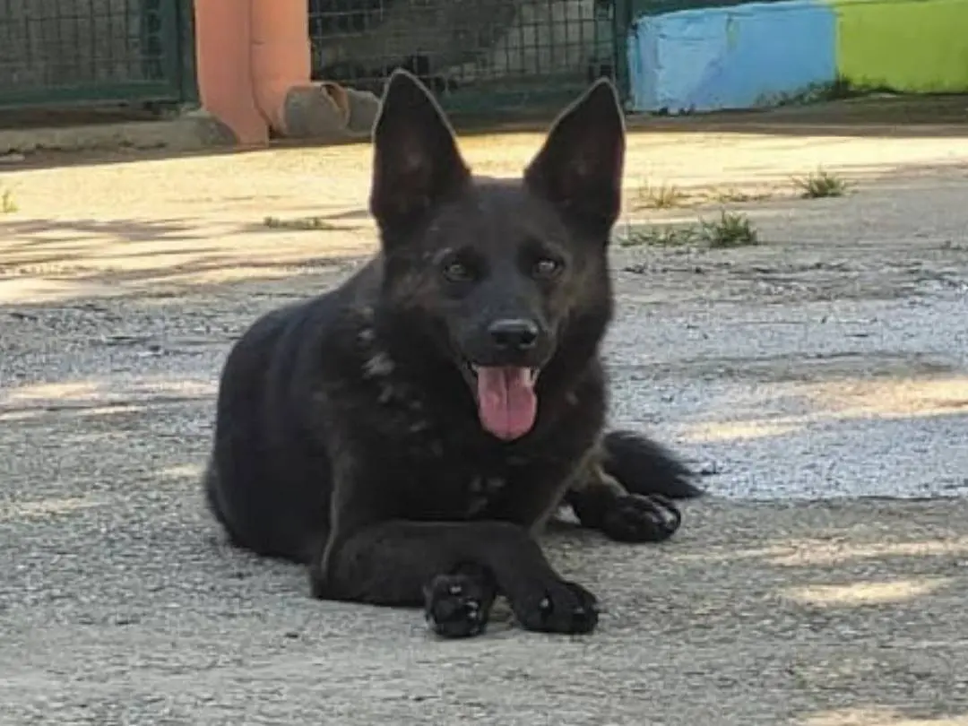 Adozione cane, maschio, Razza sconosciuta Razza sconosciuta, 11 anni e 4 mesi, taglia media, Milano