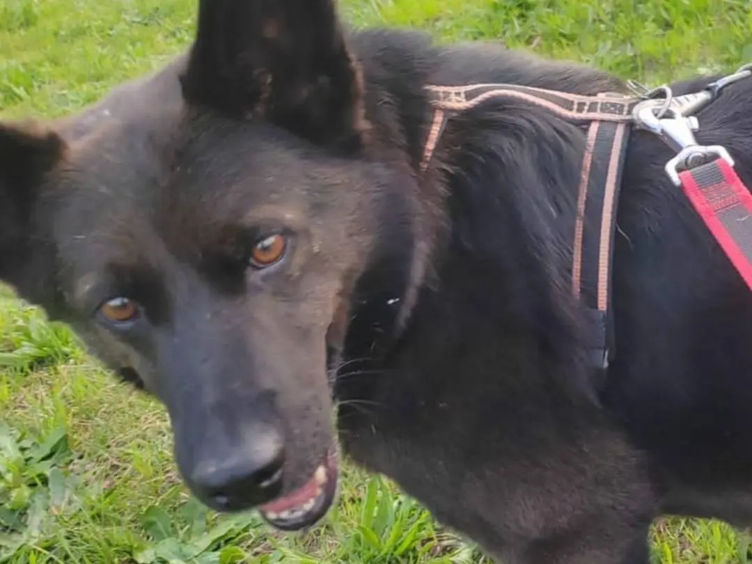 Adotta un cane, maschio, 11 anni e 4 mesi, Milano