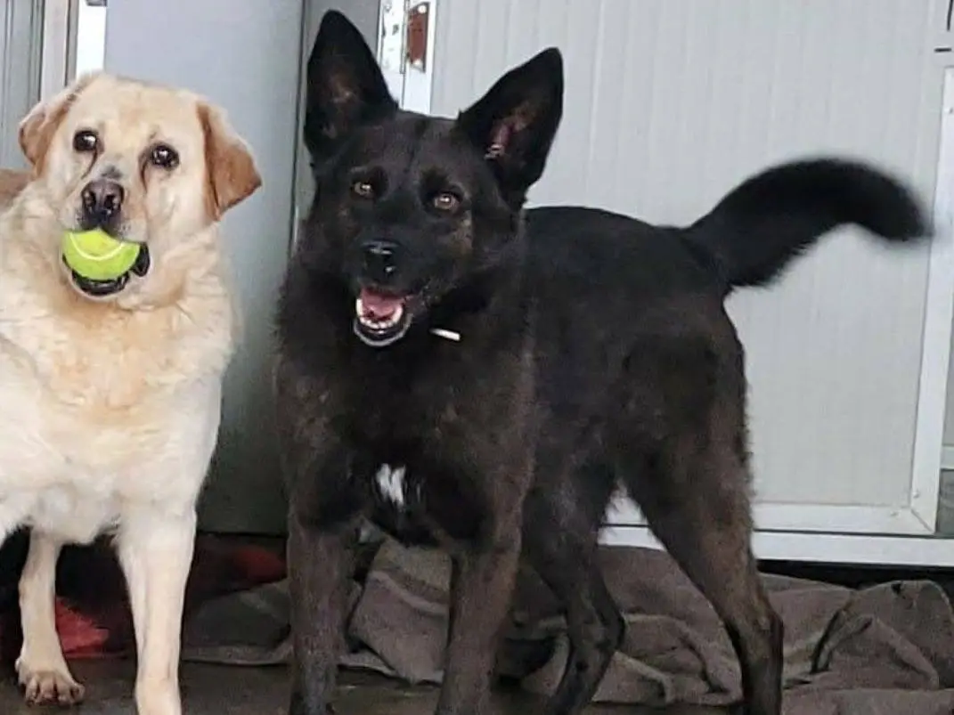 Vuoi adottare un cane a Milano?
