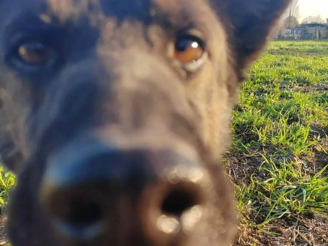 Adotta il cane Bacco a Milano