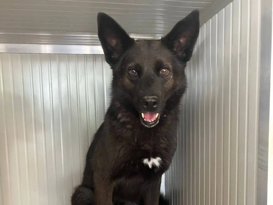 Adotta un cane, taglia media, maschio, Milano