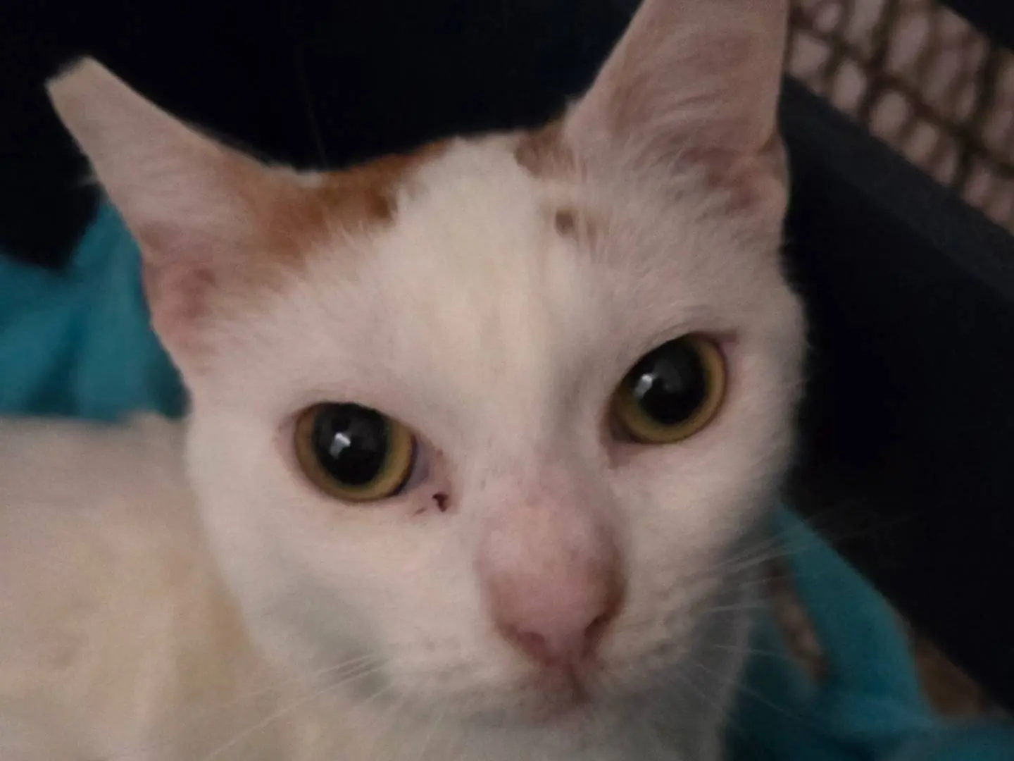 Adotta il gatto Pelè a Roma