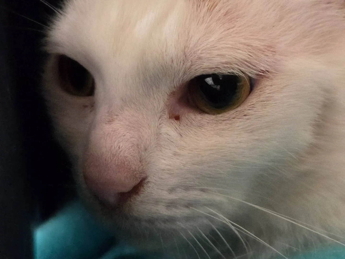 Vuoi adottare un gatto a Roma?