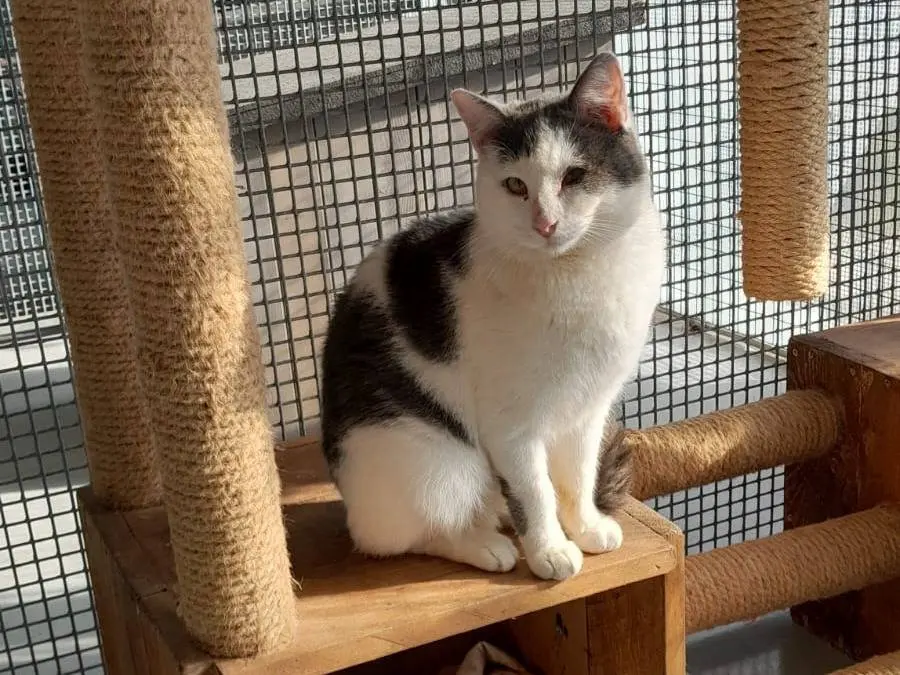 Adotta un gatto, taglia non valida, maschio, Ravenna