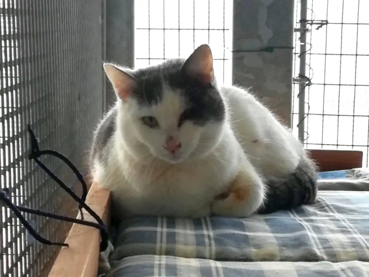 Adozione gatto, maschio, Razza sconosciuta Razza sconosciuta, 3 anni e 9 mesi, taglia non valida, Ravenna
