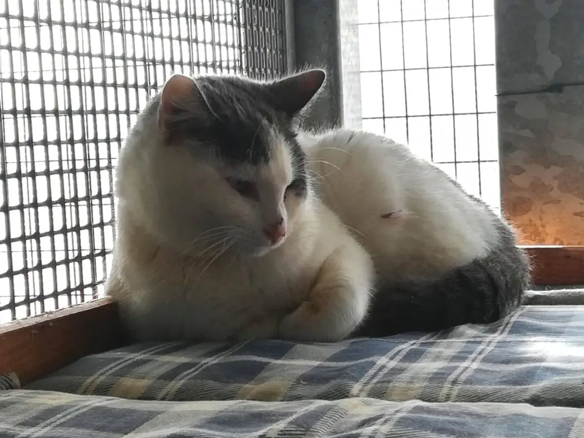 Adotta un gatto, maschio, 3 anni e 9 mesi, Ravenna