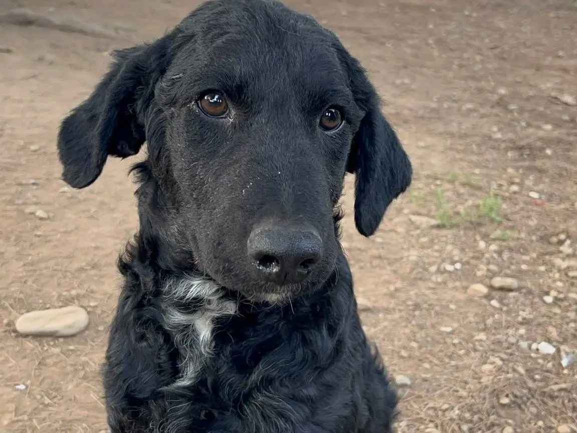 Adozione cane, maschio, Razza sconosciuta Razza sconosciuta, 4 mesi, taglia media contenuta, Milano