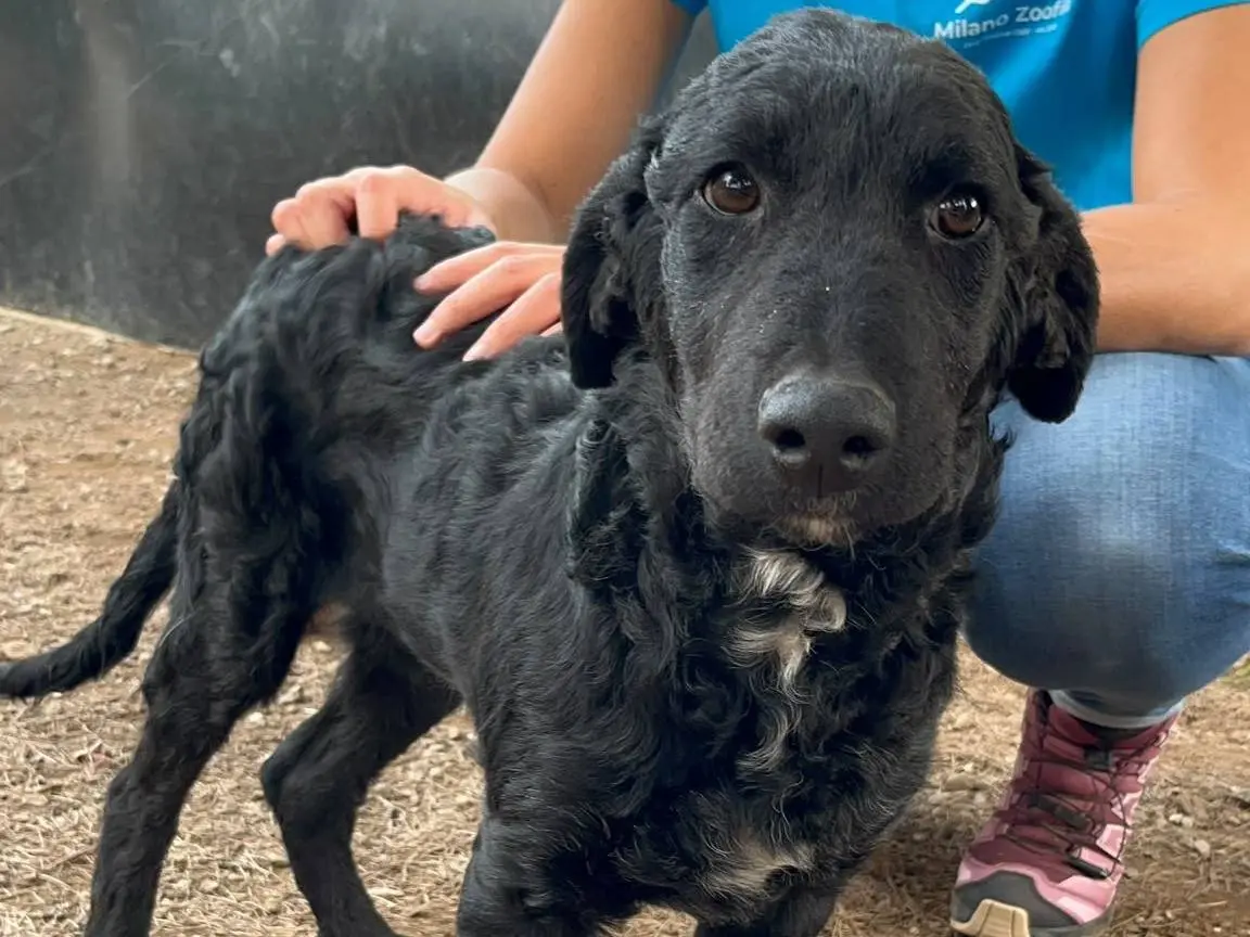 Adotta un cane, maschio, 4 mesi, Milano