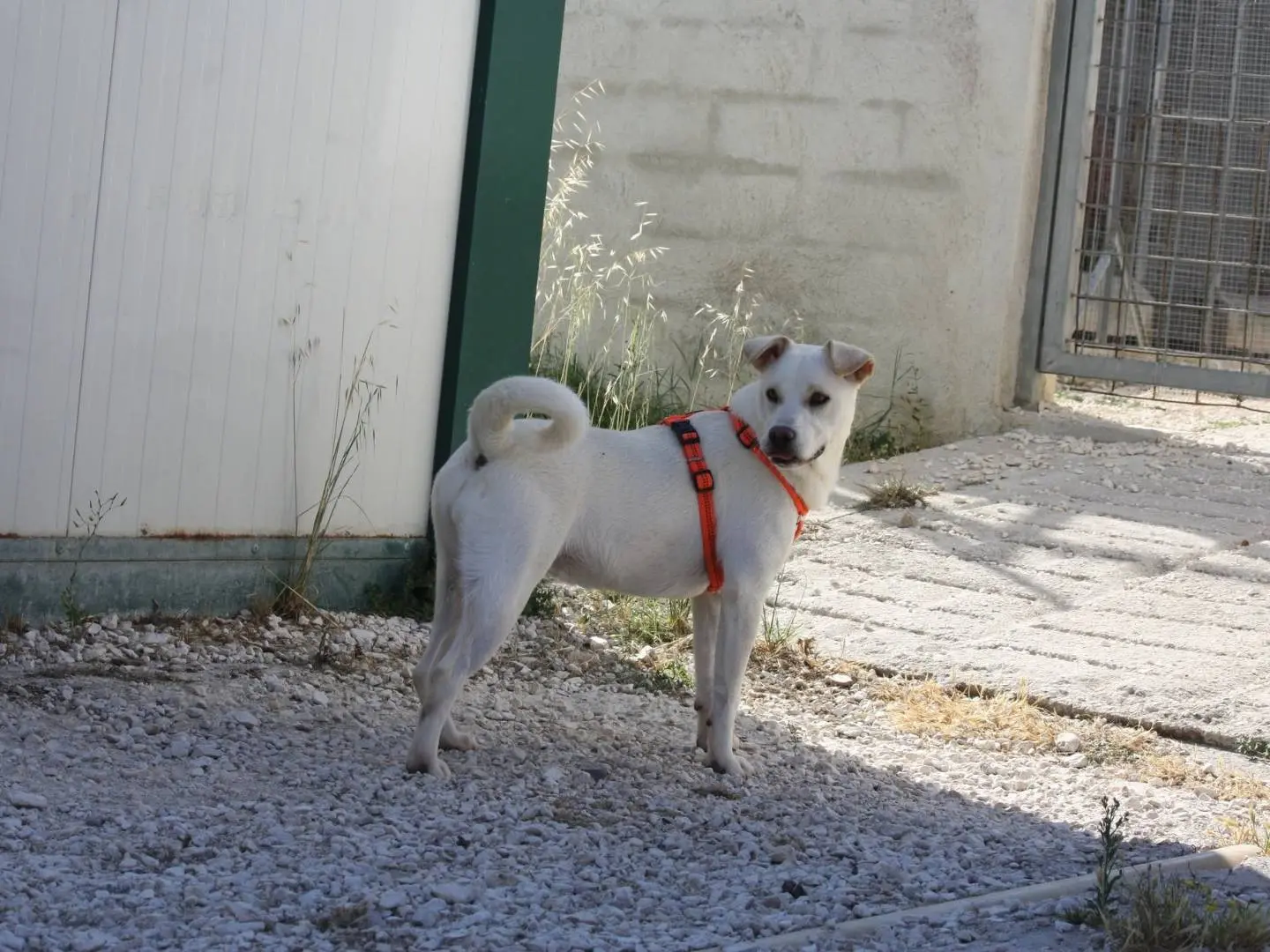 Foto 3 dell'animale