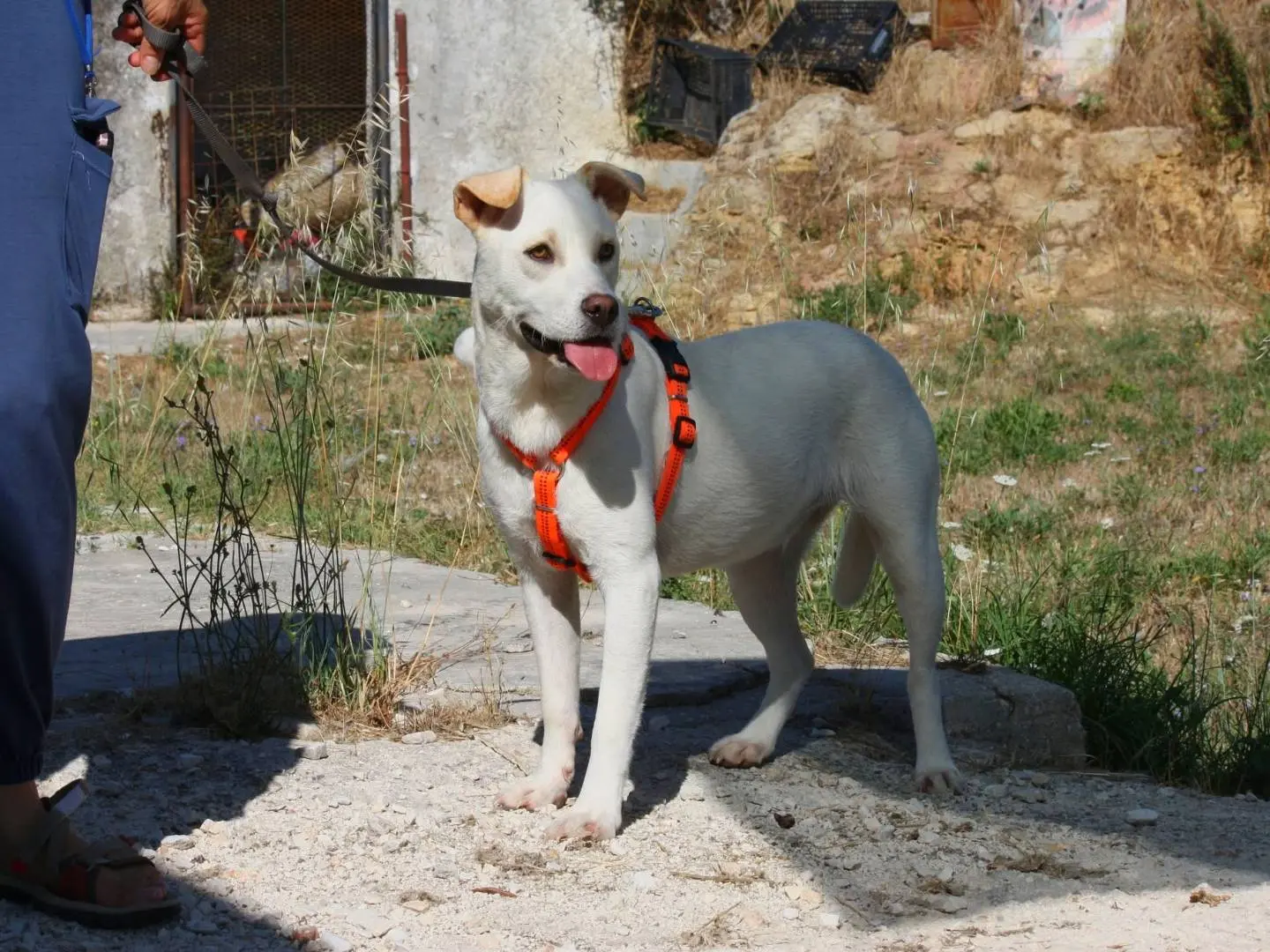 Foto 2 dell'animale