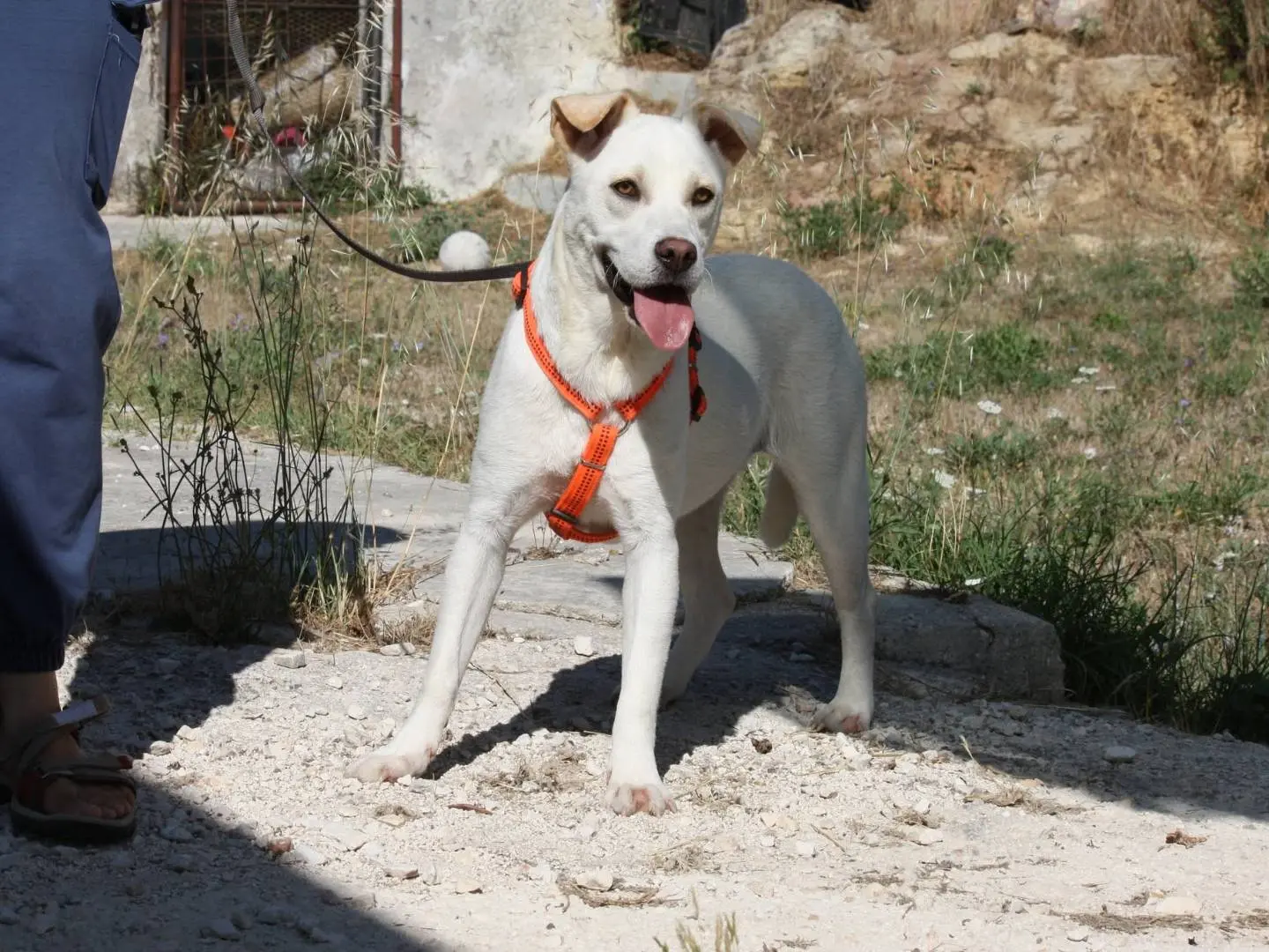 Adotta il cane Akira a Bari