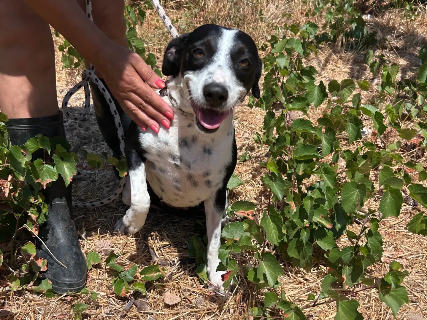 Adozione cane, femmina, Razza sconosciuta Razza sconosciuta, 3 anni e 9 mesi, taglia media contenuta, Trapani