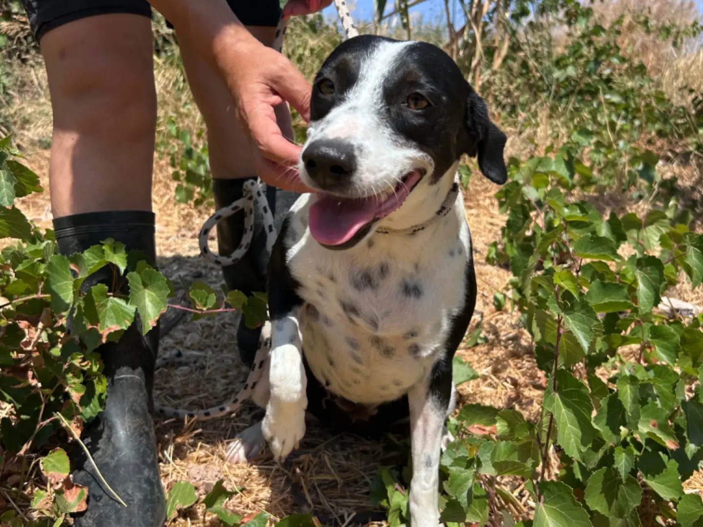 Adotta un cane, femmina, 3 anni e 9 mesi, Trapani