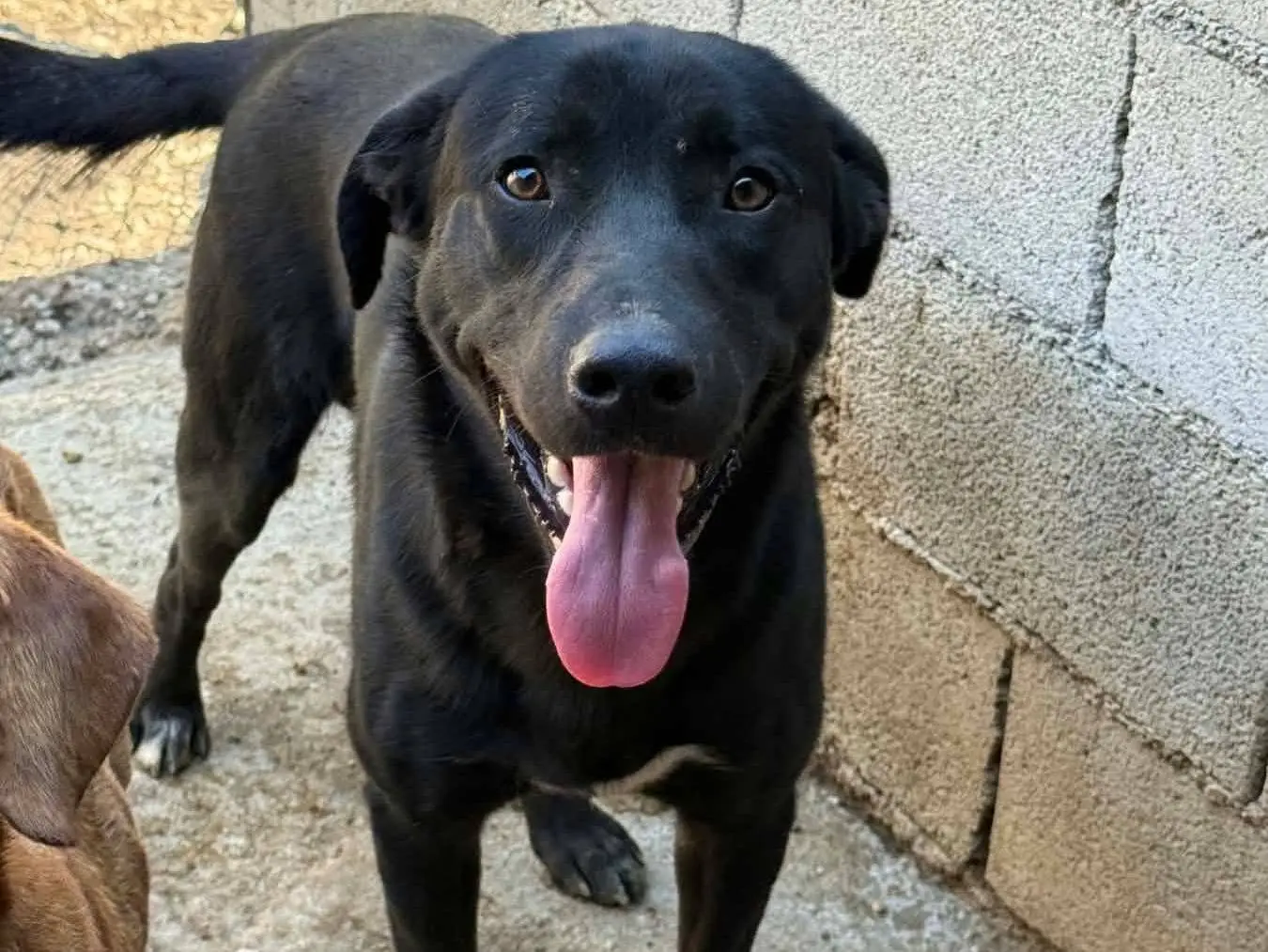 Adotta un cane, taglia media, maschio, Firenze