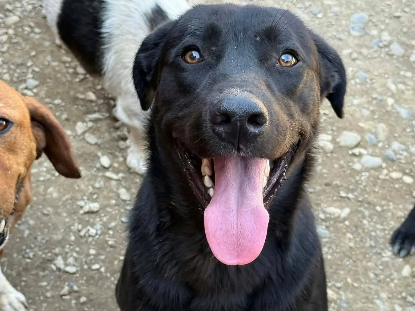 Adozione cane, maschio, Razza sconosciuta Razza sconosciuta, 1 anno e 10 mesi, taglia media, Firenze