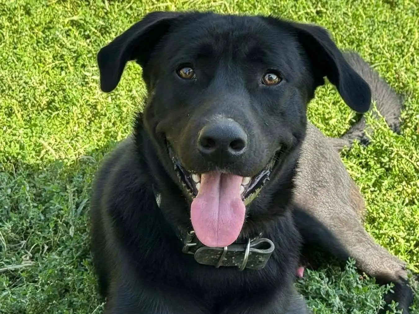 Vuoi adottare un cane a Firenze?