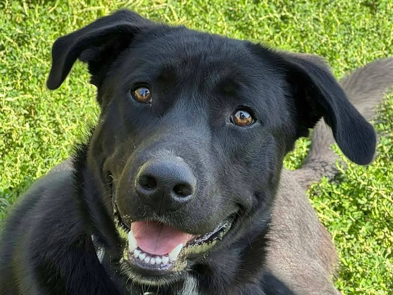 Adotta il cane BUIO a Firenze