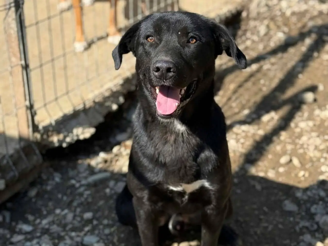 Adotta un cane, maschio, 1 anno e 10 mesi, Firenze