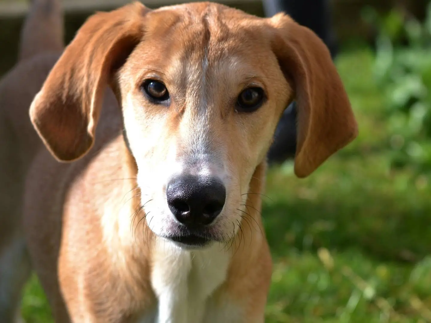 Adotta un cane, maschio, 1 anno e 4 mesi, Como