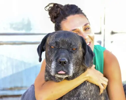 Adozione cane, femmina, Corso, 9 anni e 9 mesi, taglia grande, Bari