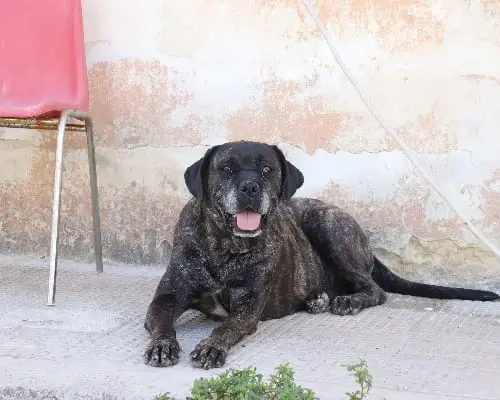 Adotta un cane, femmina, 9 anni e 9 mesi, Bari
