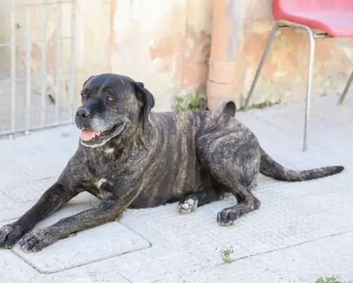 Adotta un cane, taglia grande, femmina, Bari