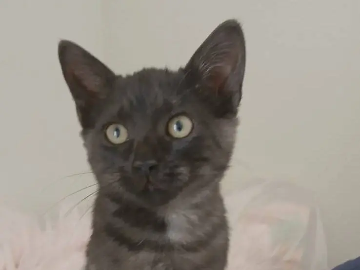 Adozione gatto, femmina, Razza sconosciuta Razza sconosciuta, 2 mesi, taglia non valida, Bari