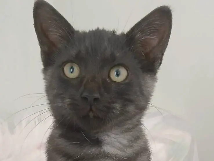 Vuoi adottare un gatto a Bari?