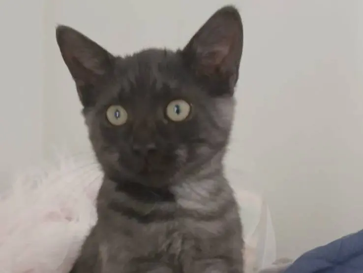 Adotta un gatto, taglia non valida, femmina, Bari