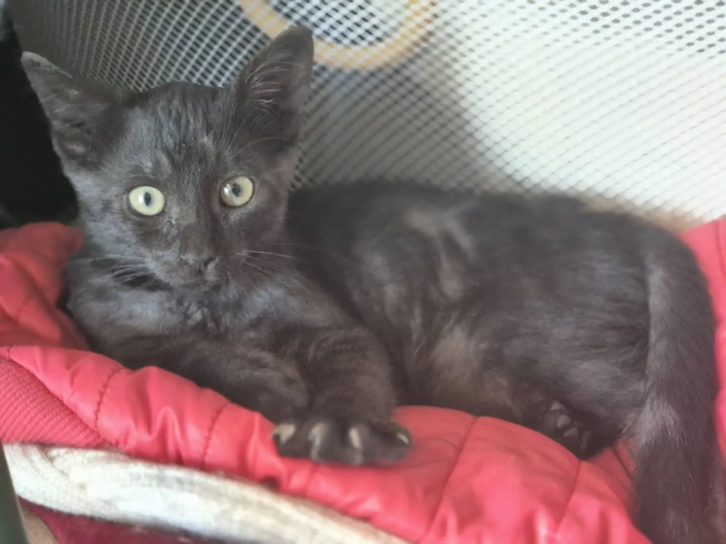 Adotta un gatto, femmina, 2 mesi, Bari