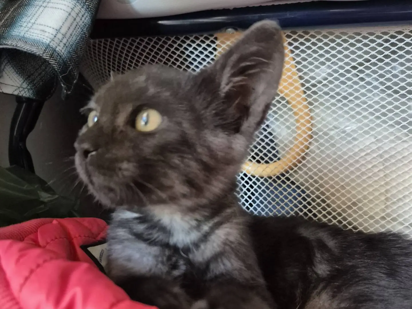 Adotta il gatto AMY a Bari
