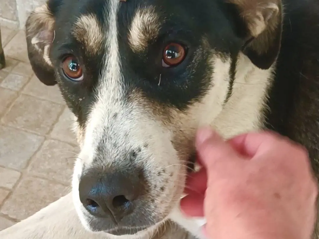 Adozione cane, femmina, Razza sconosciuta Razza sconosciuta, 2 anni e 4 mesi, taglia media, Pavia