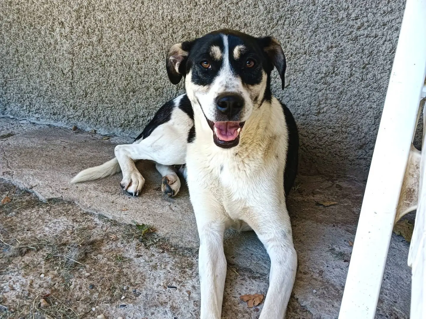 Adotta un cane, femmina, 2 anni e 4 mesi, Pavia
