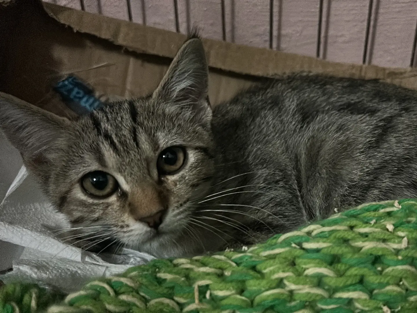 Adozione gatto, femmina, Razza sconosciuta Razza sconosciuta, 3 mesi, taglia non valida, Bari