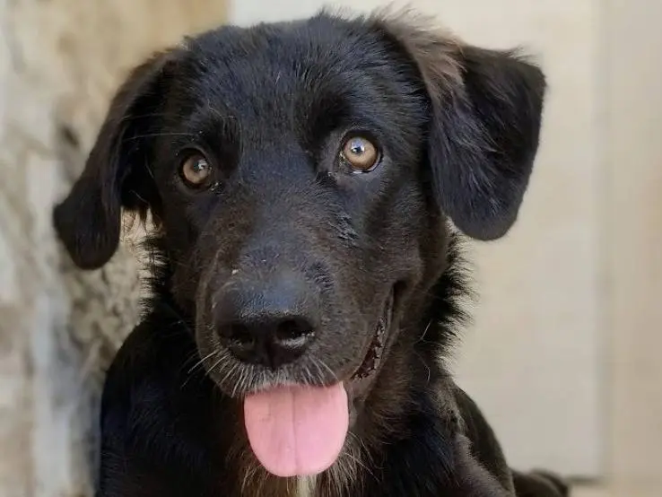 Adozione cane, femmina, Razza sconosciuta Razza sconosciuta, 7 mesi, taglia grande, Taranto