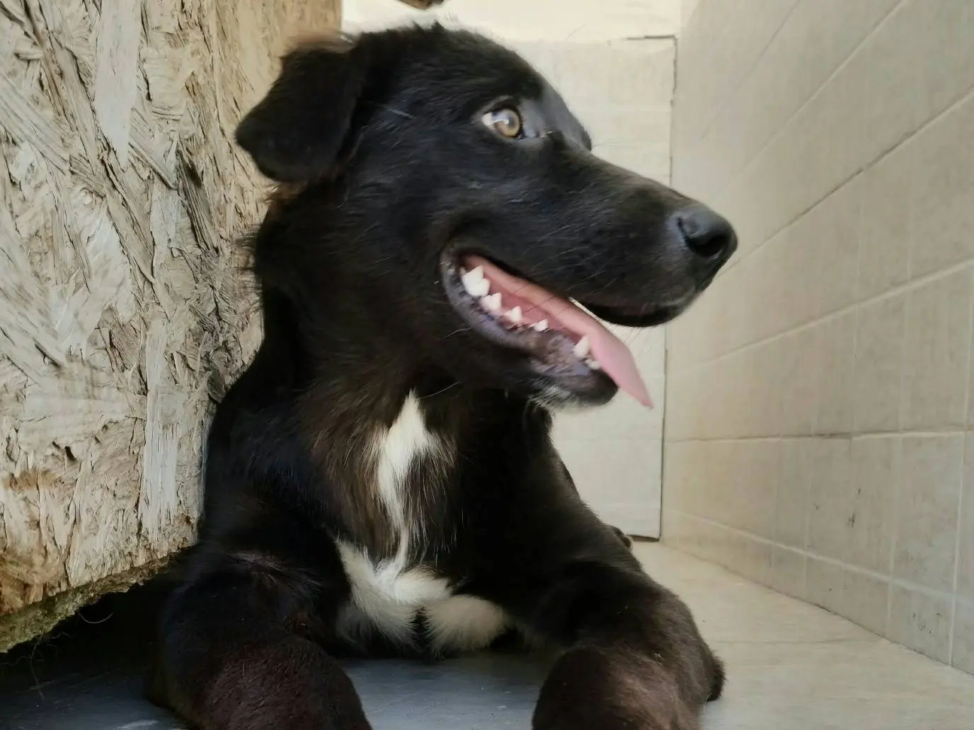 Adotta un cane, femmina, 7 mesi, Taranto