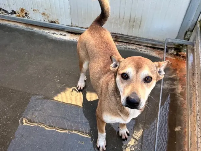 Adozione cane, maschio, Razza sconosciuta Razza sconosciuta, 2 anni e 7 mesi, taglia media contenuta, Latina