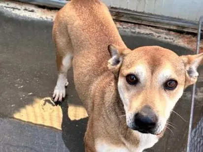 Adotta un cane, maschio, 2 anni e 7 mesi, Latina