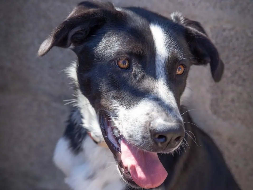 Adozione cane, femmina, Razza sconosciuta Razza sconosciuta, 2 anni, taglia grande, Bari