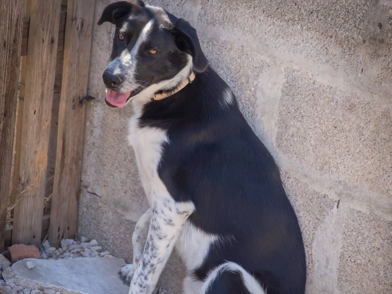 Adotta un cane, femmina, 2 anni, Bari