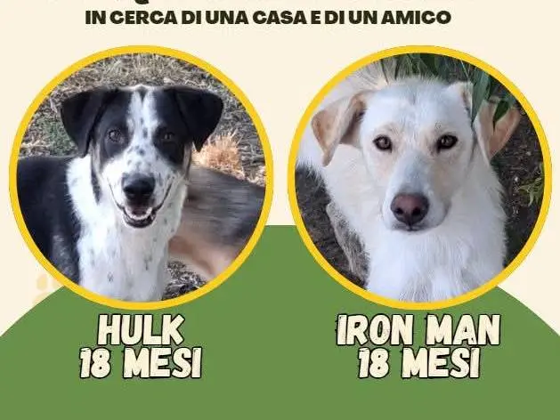 Foto 1 dell'animale