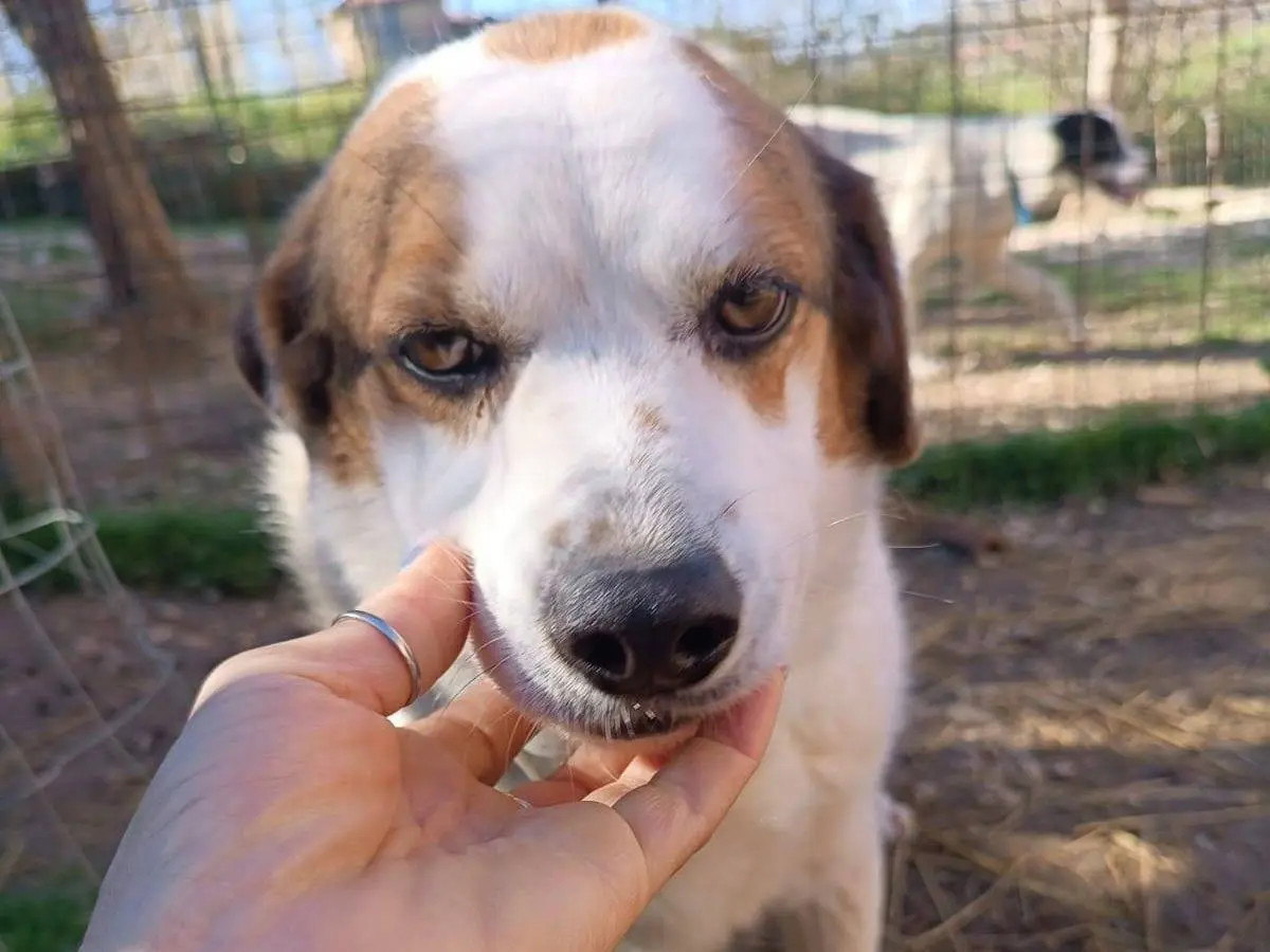 Adotta un cane, femmina, 10 anni e 8 mesi, Latina