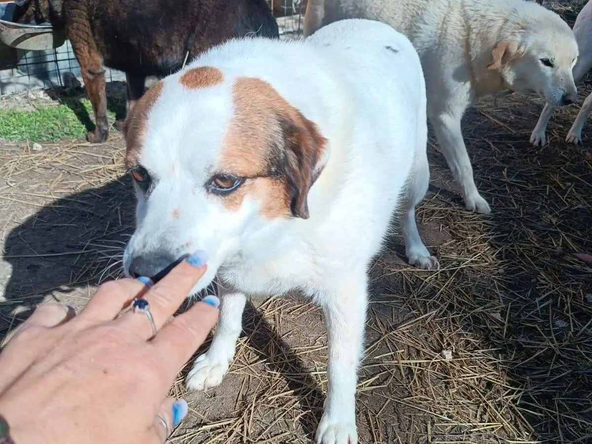 Adotta un cane, taglia media, femmina, Latina
