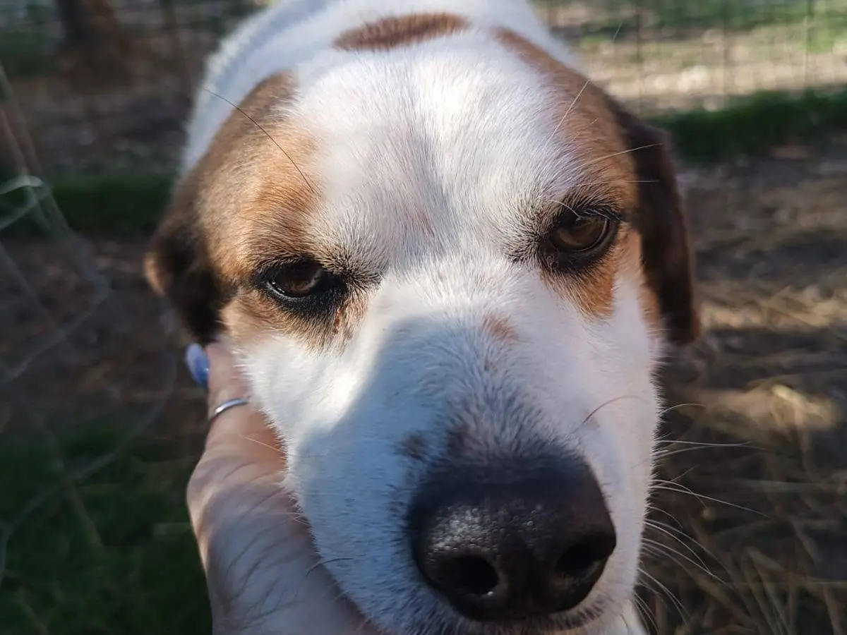 Adozione cane, femmina, Razza sconosciuta Razza sconosciuta, 10 anni e 8 mesi, taglia media, Latina
