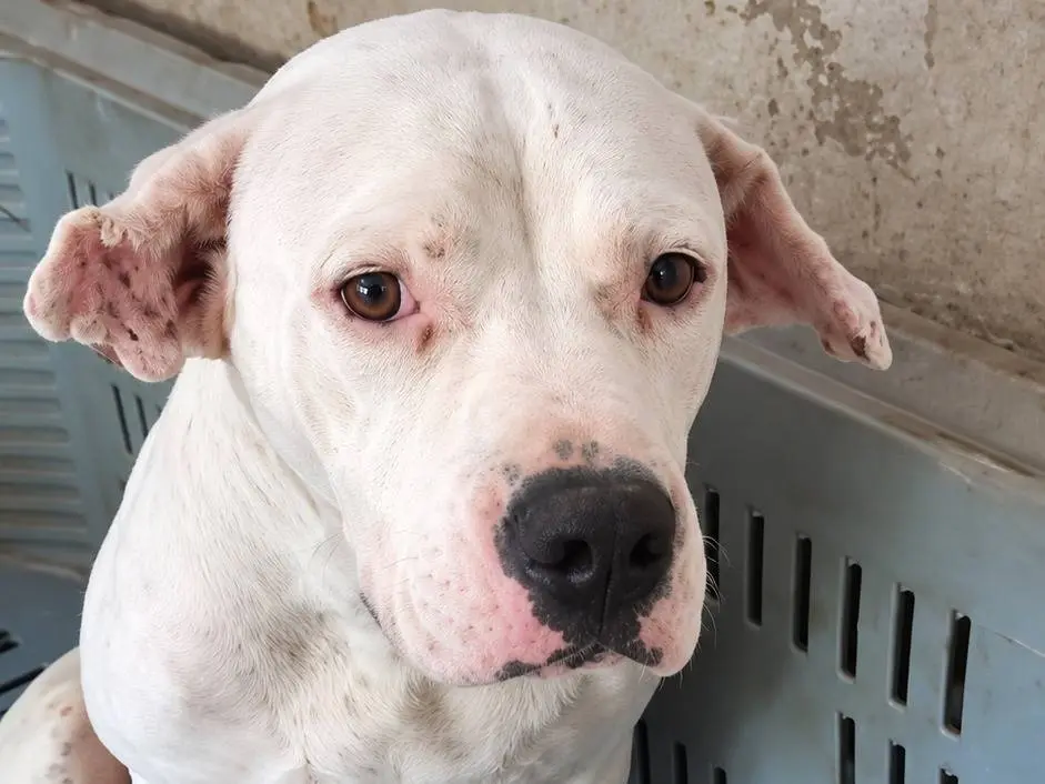 Adotta un cane, femmina, 7 anni e 10 mesi, Avellino
