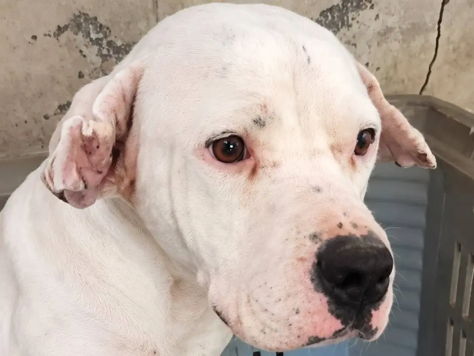 Adozione cane, femmina, Razza sconosciuta Razza sconosciuta, 7 anni e 10 mesi, taglia media, Avellino