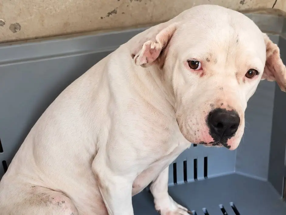 Adotta un cane, taglia media, femmina, Avellino