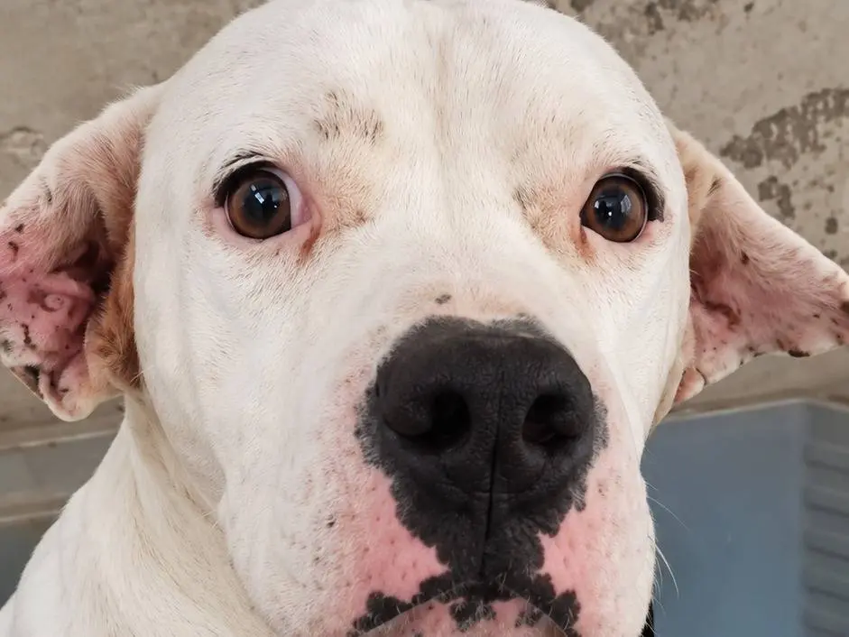 Vuoi adottare un cane a Avellino?